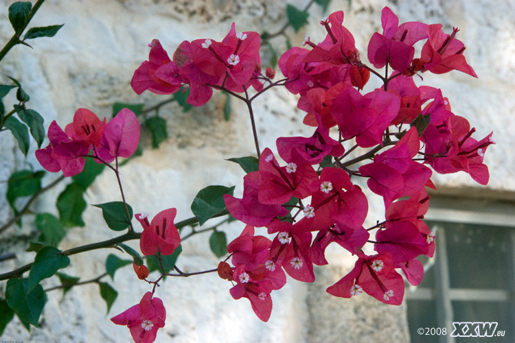 bougainvillea am trullo