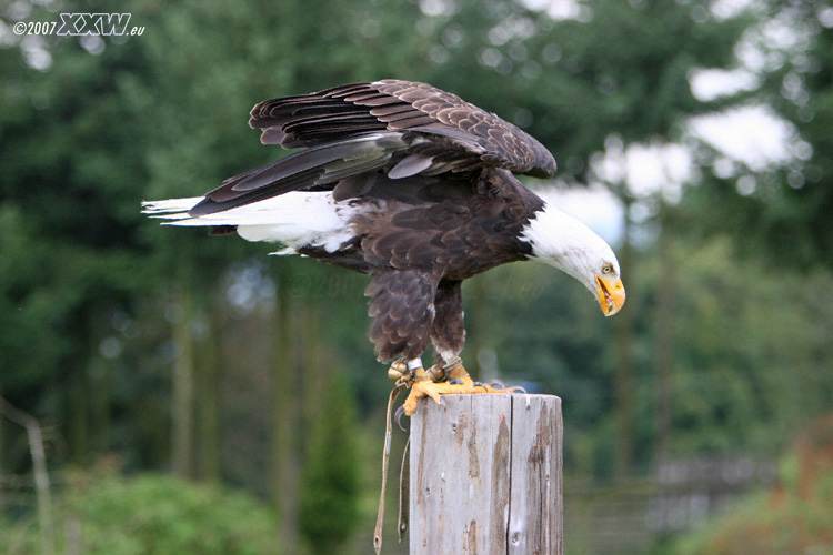 weißkopfseeadler