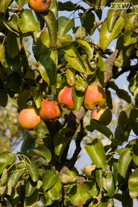 Äpfel