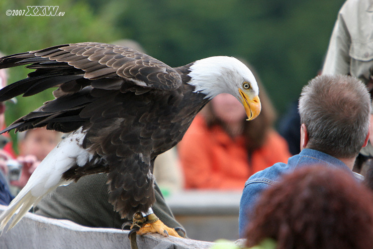 weißkopfseeadler