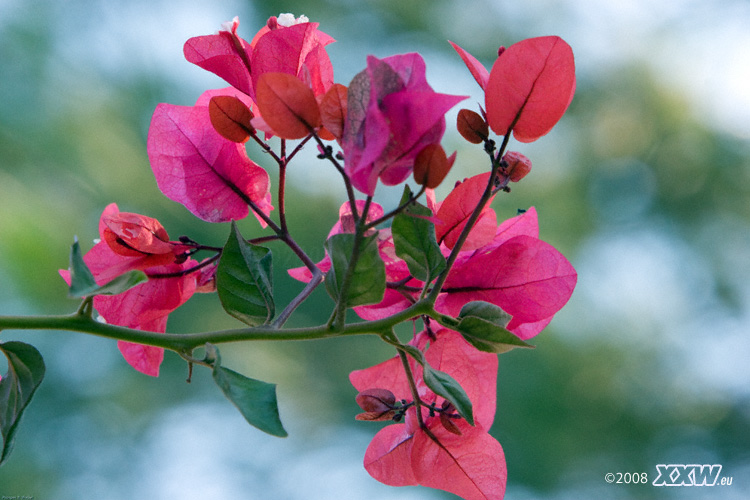 bougainvillea