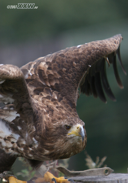 europäischer seeadler