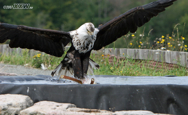 afrikanischer seeadler