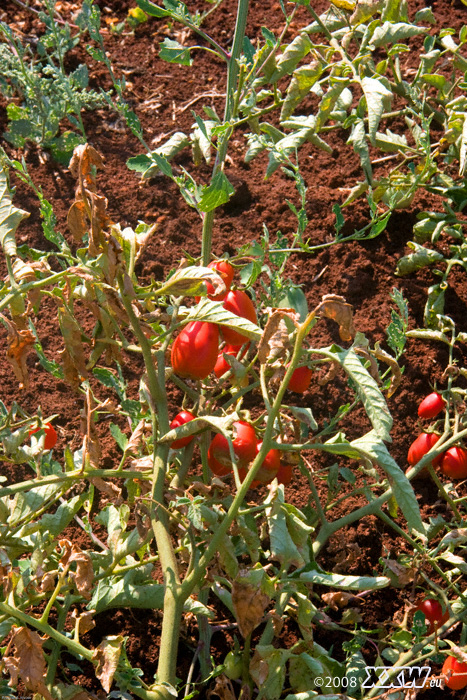 italienische tomaten