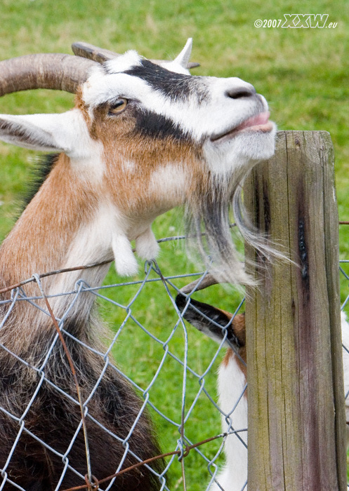 der ziegenbock bettelt