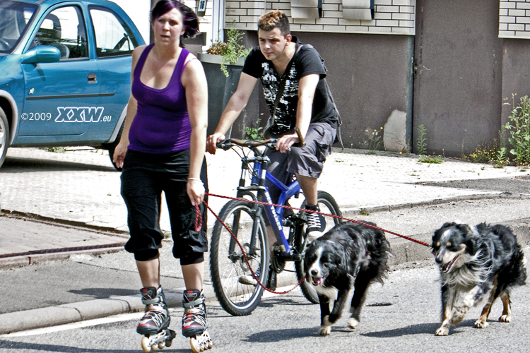 die hunde mögen nicht mehr