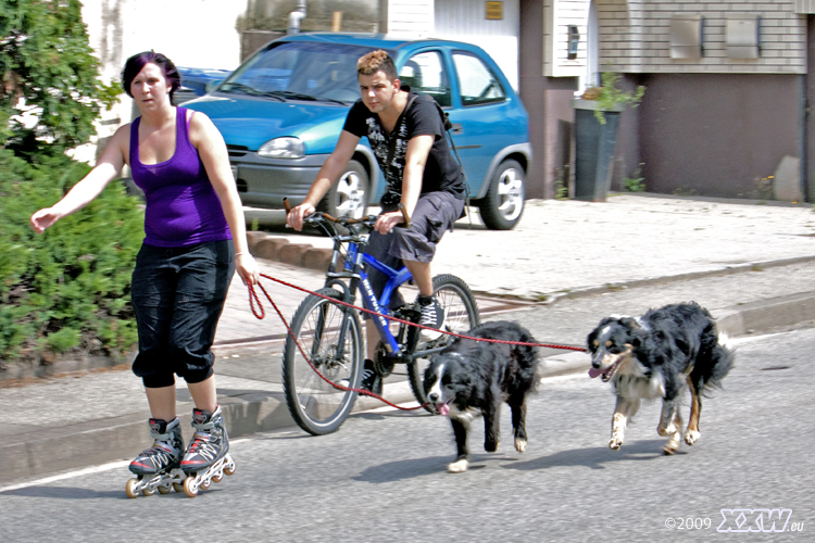 die hunde mögen nicht mehr