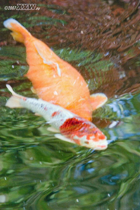 koi´s