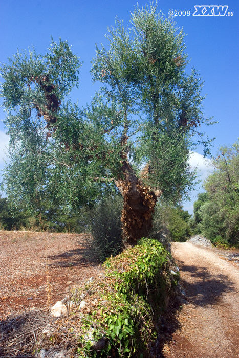 rund um den trullo thomaso finden wir  olivenbäume