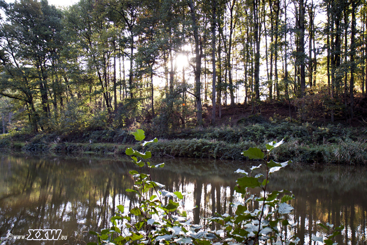 der zuchtweiher