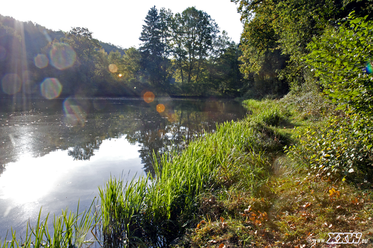 der schafweiher