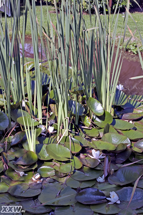 wunderschöner garten - teich