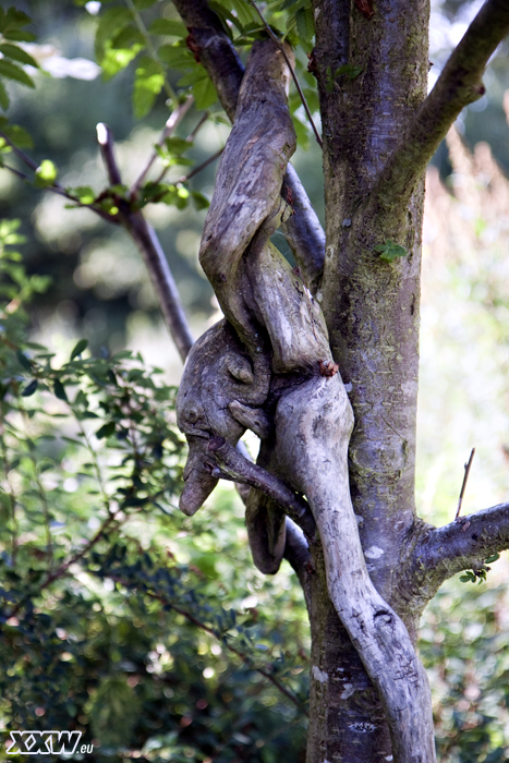 schöner garten