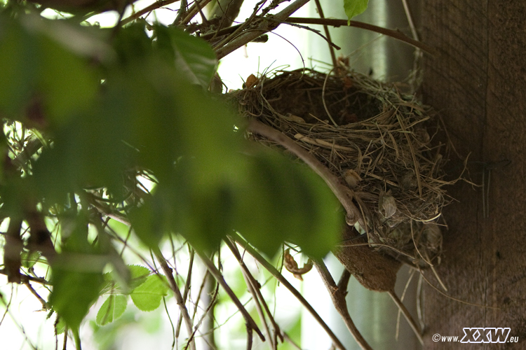 ein vogelnest an der veranda