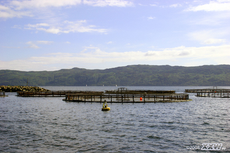 fischzucht bei portavadie