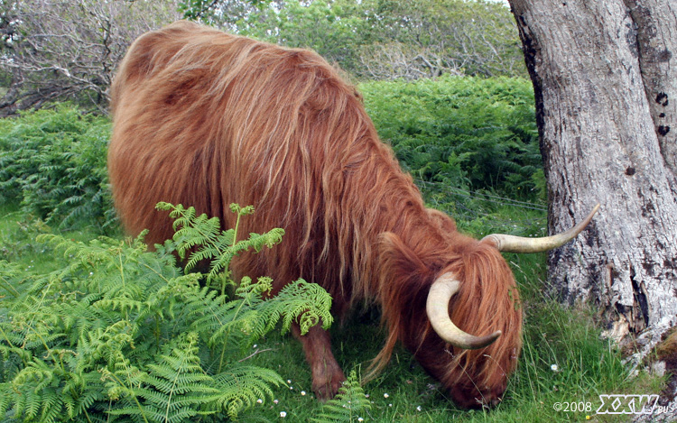 ein highland cattle auf mull