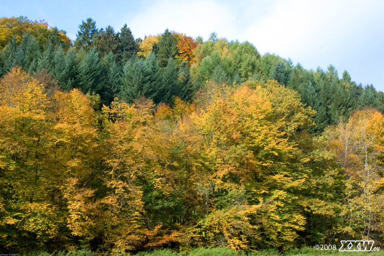 herbstwald bei otterberg