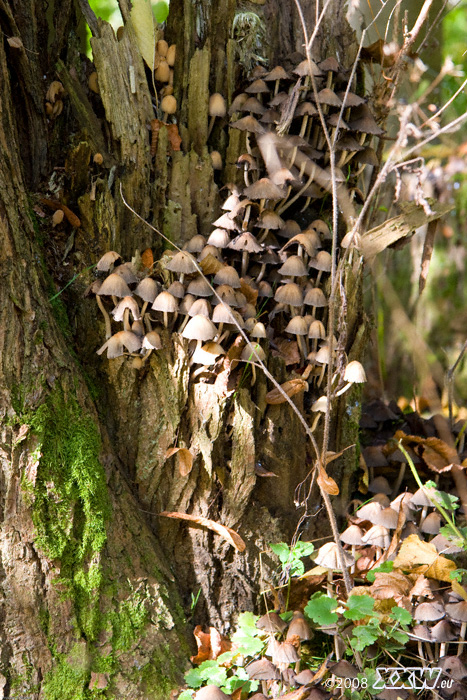 pilze auch früchte des herbstes