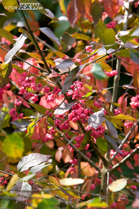 zeit der beeren