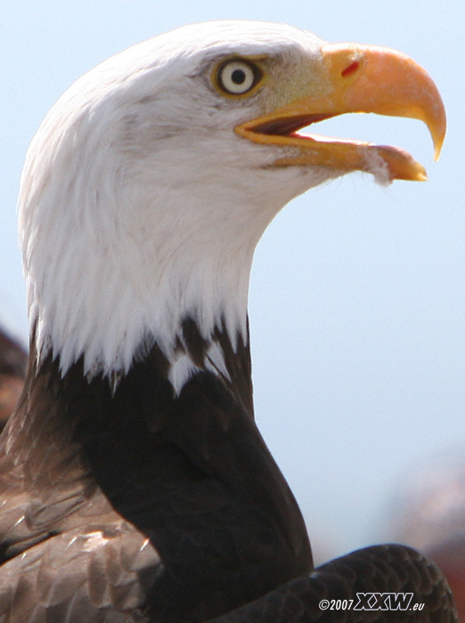 weißkopfseeadler