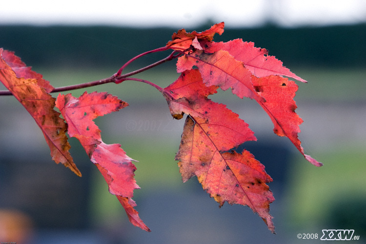 herbstliches rot