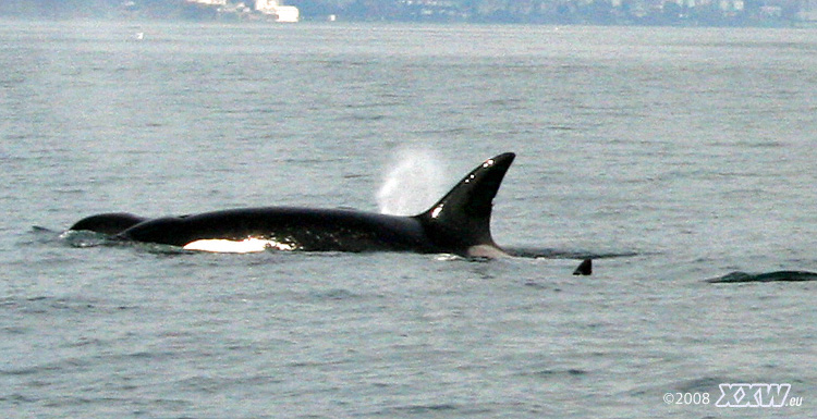 whale watching, eine orkas familie.