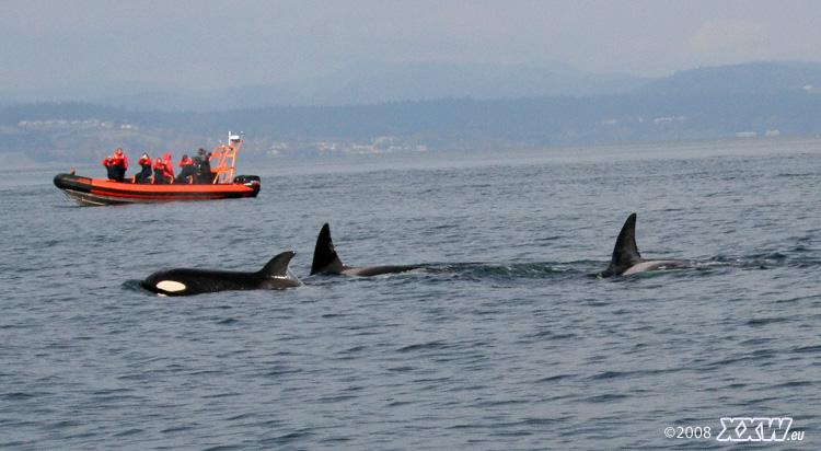 whale watching, orkas vor vancouver island