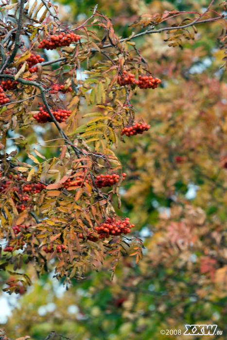 zeit der beeren