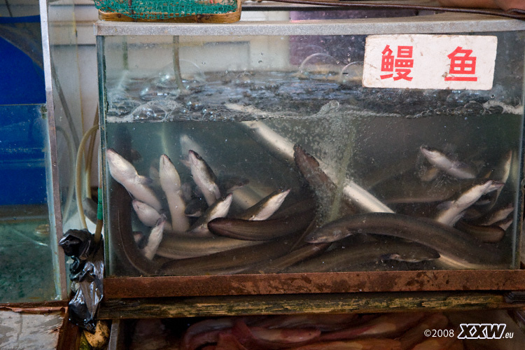 der fischmarkt in nanjing