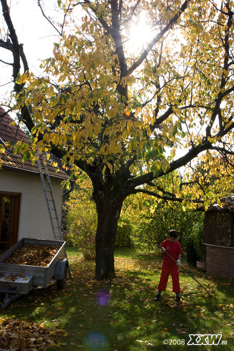 kampf dem laub in einöllen