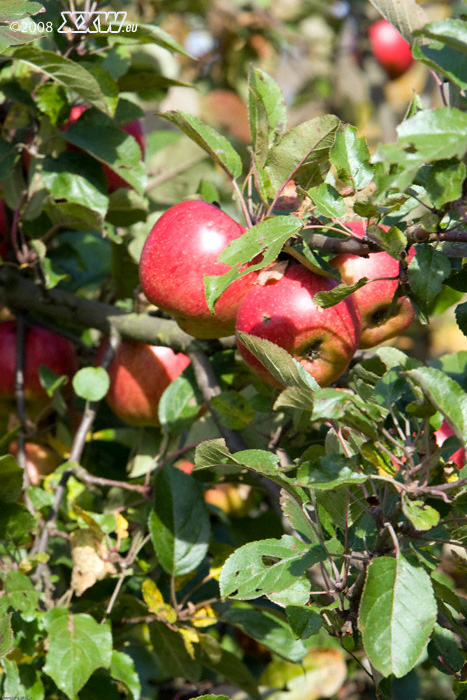 Äpfel im garten bei cronenberg