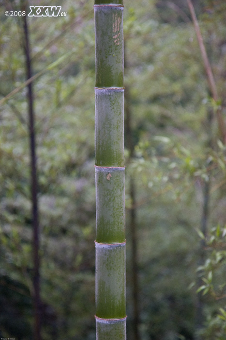 ein bambus, männerfaust dick!