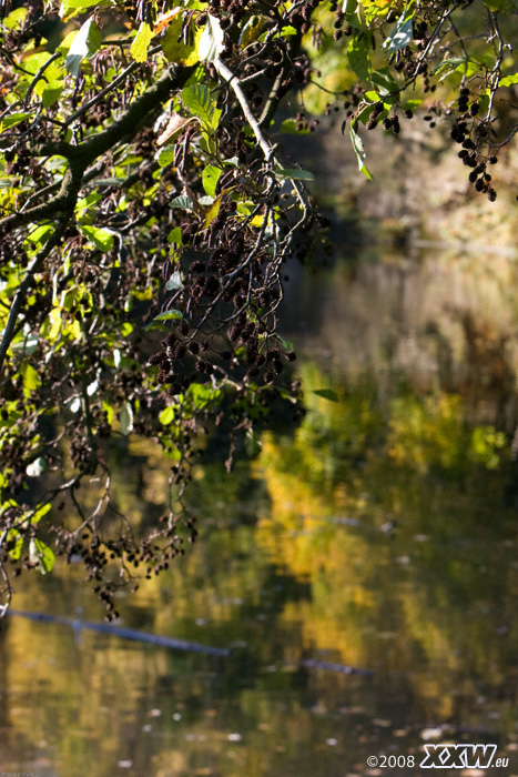 spaziergang durch den park