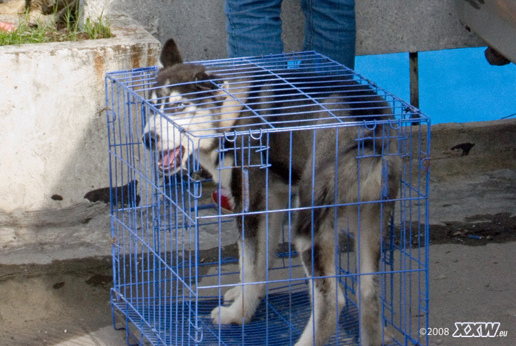 der junge husky kann nicht aufrecht stehen und winselt um wasser 