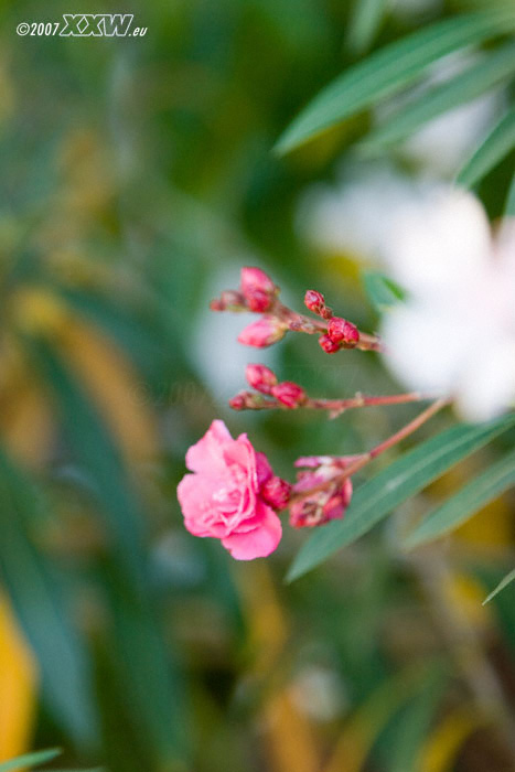 roter oleander