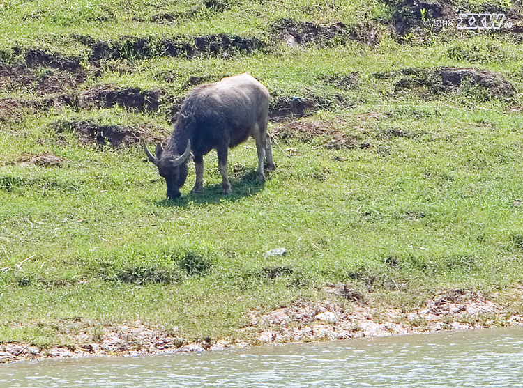 ein eher seltener anblick ein wasserbüffel