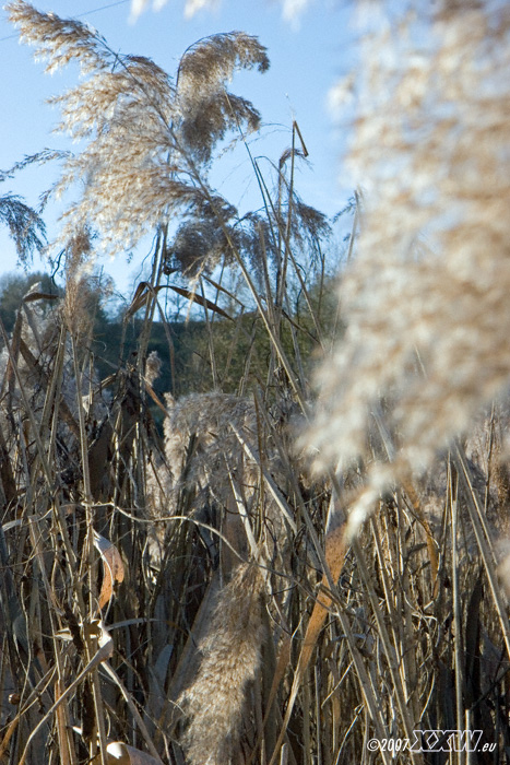 ried in der sonne