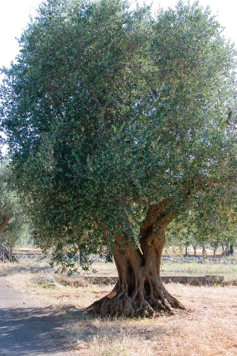  olivenbaum