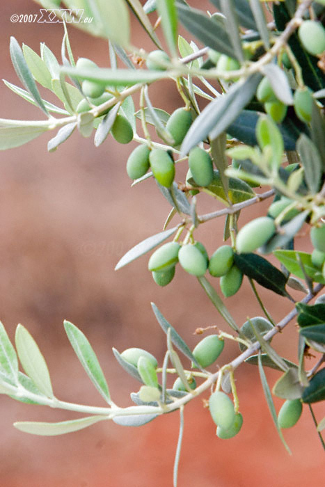 junge oliven