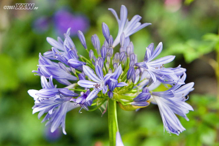 agapanthus 