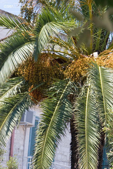 palmen mitten in der stadt