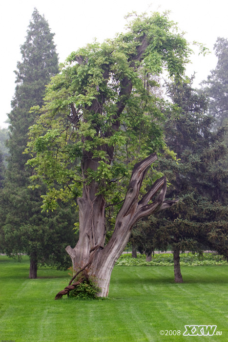 im park vor dem himmelstempel