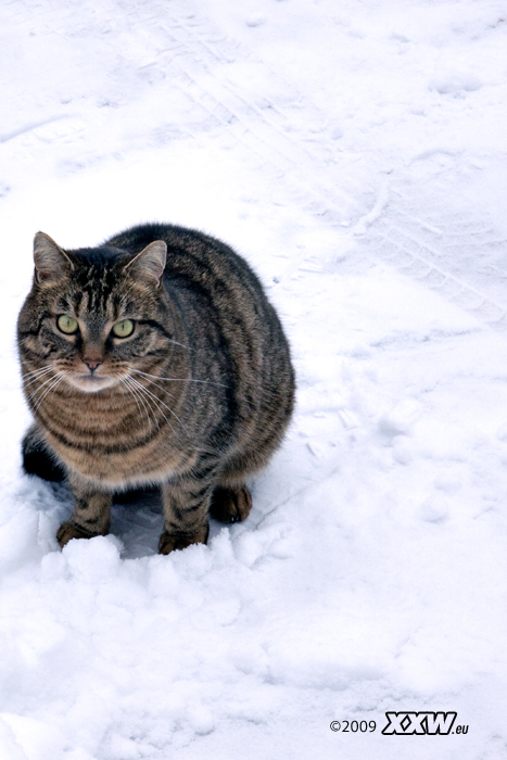 nico im schnee