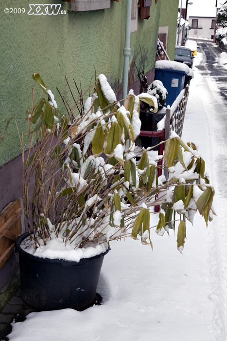 schnee auch in der stadt