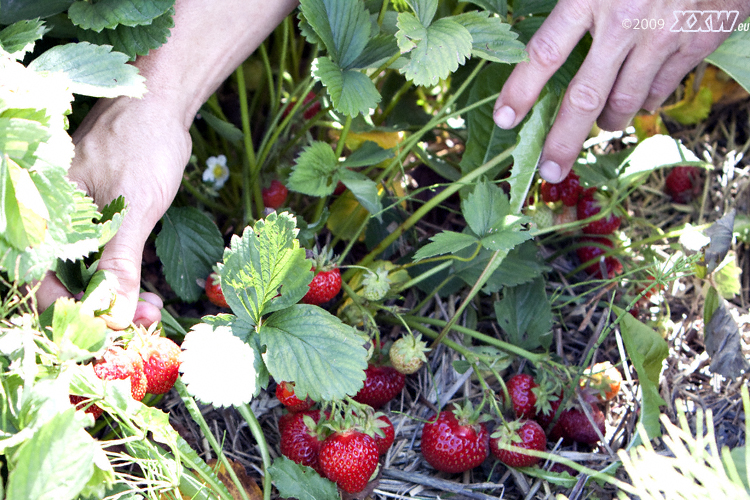 erdbeeren