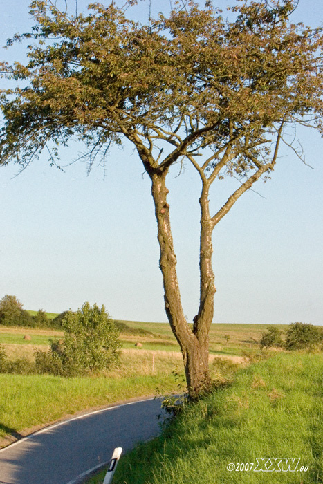 strassenbaum
