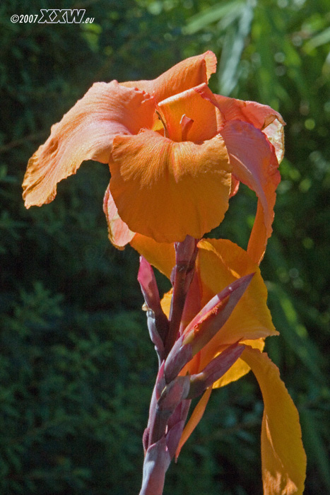 canna, orangfarbene blüte.