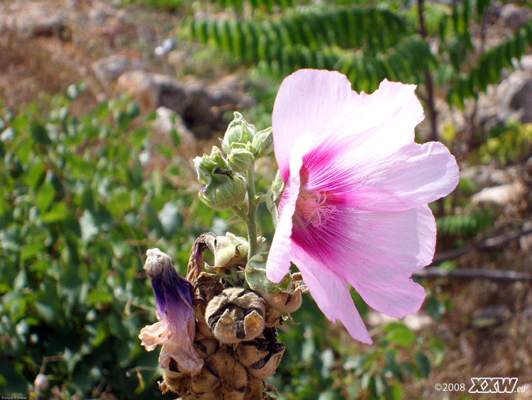 tolle blüte